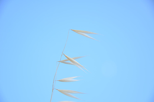 拔苗助长 古文与译文