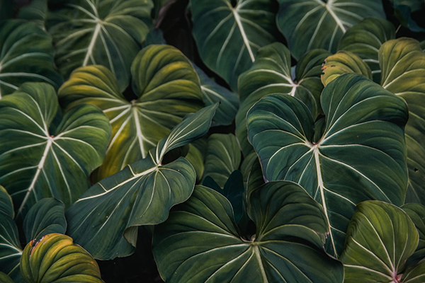 关于诗歌的古诗