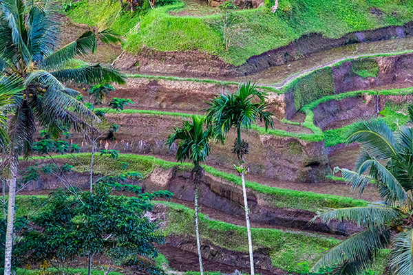司空曙唐诗三百首的诗