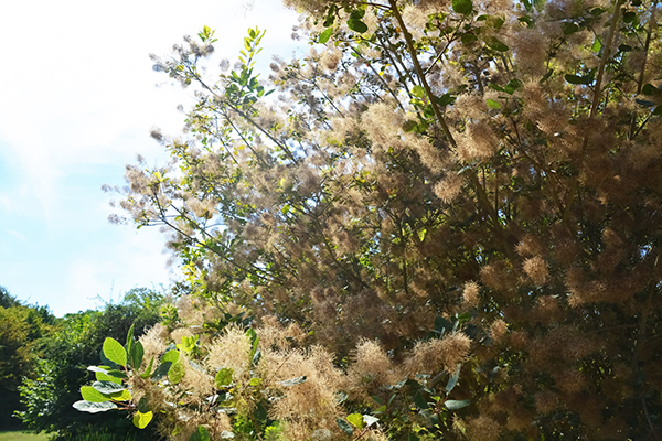 祝融峰灵怎么样